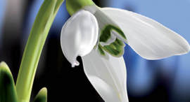 JIK – "Jarní" interaktivní konference SVL ČLS JEP